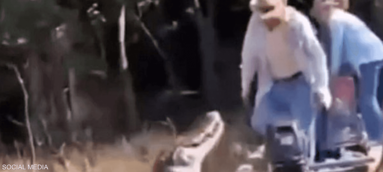 يمكن أن يصل طول التمساح الأسود إلى 6 أمتار