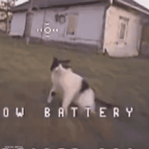 القطة ضربت الطائرة بمخلبها