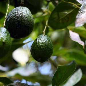 الأفوكادو من الأطعمة الغنية بالدهون