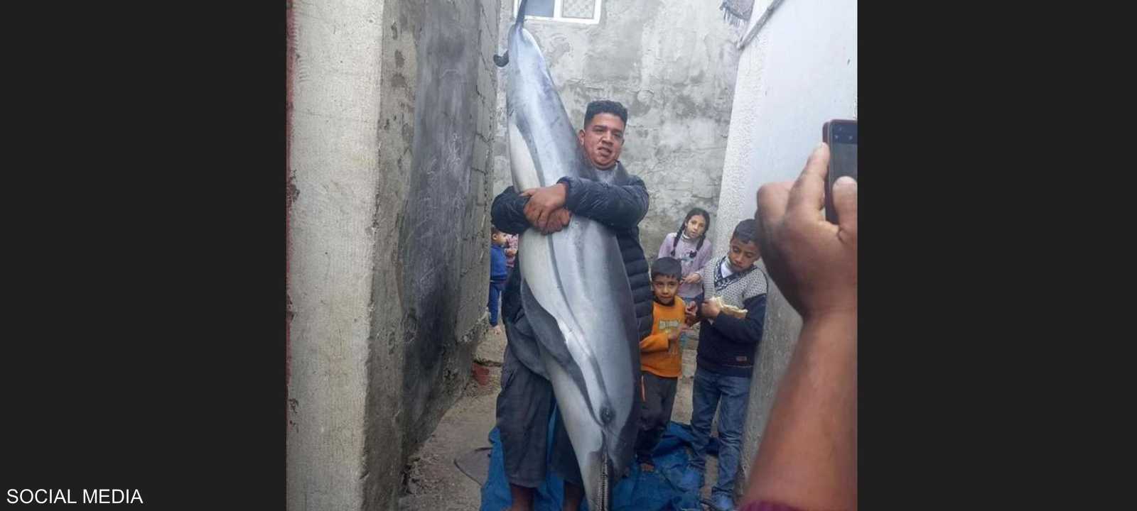 الدولفين بين يدي صياد في غزة