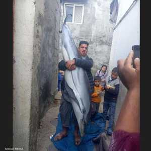 الدولفين بين يدي صياد في غزة