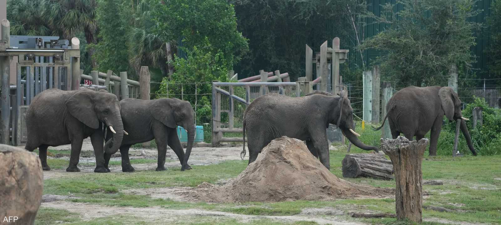 أفيال أفريقيا لديها الحق بالحرية