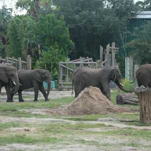 أفيال أفريقيا لديها الحق بالحرية