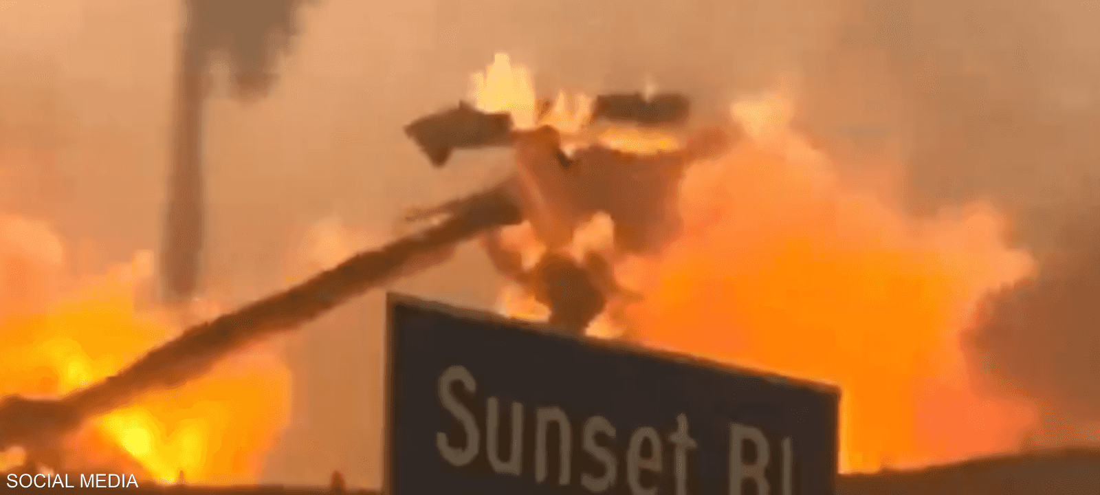 قال خبراء إن أشجار النخيل كانت عاملا مساعدا بانتشار النيران