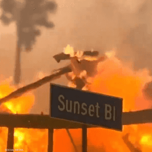 قال خبراء إن أشجار النخيل كانت عاملا مساعدا بانتشار النيران