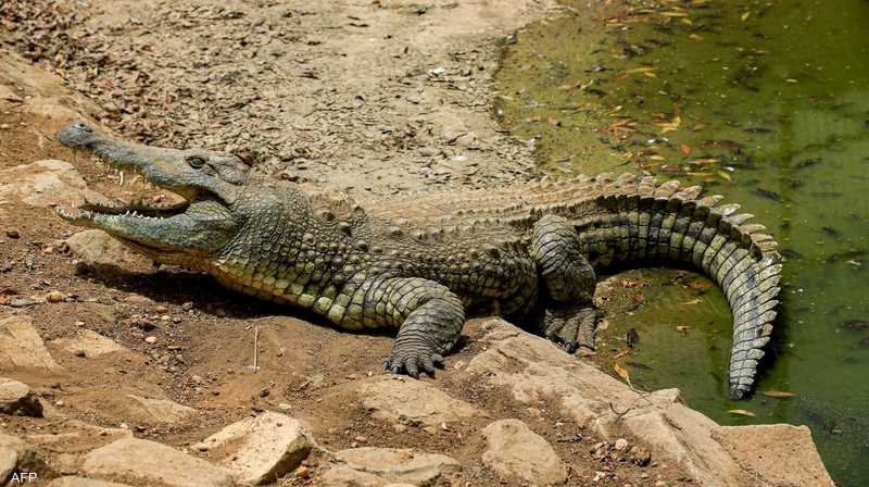 مصر.. تمساح يثير الخوف في الشرقية | سكاي نيوز عربية