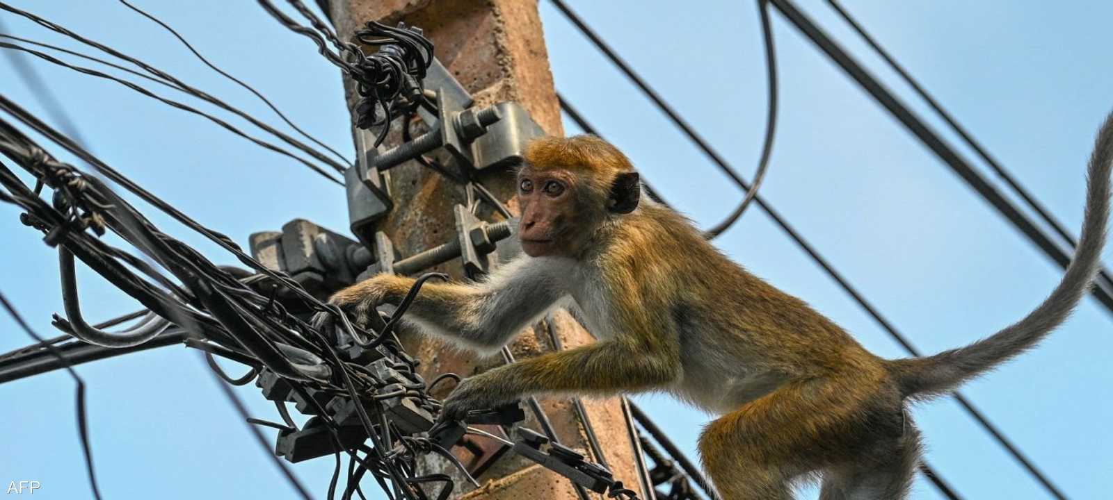 قطع الكهرباء بسبب قرد أثار غضبا في سريلانكا