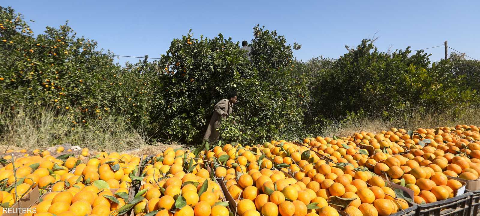 يوفر البرتقال القيمة اليومية الموصى بها لفيتامين C