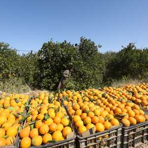 يوفر البرتقال القيمة اليومية الموصى بها لفيتامين C