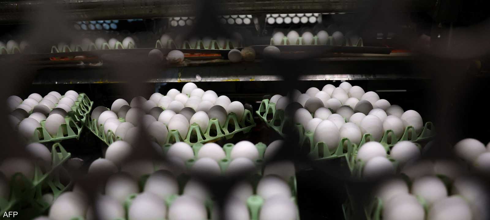 أسعار البيض شهدت قفزة في الولايات المتحدة مؤخرا