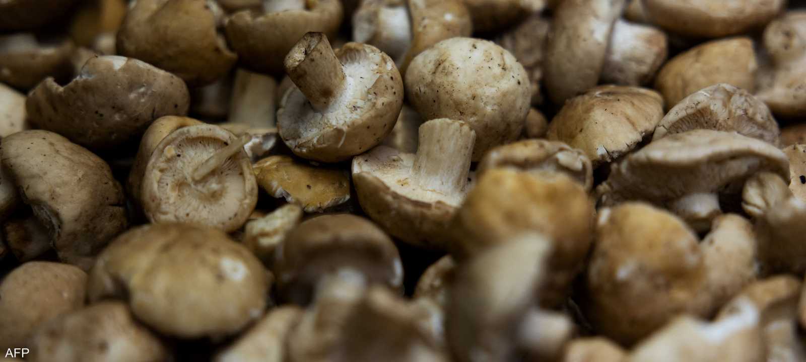 تساهم الألياف الموجودة في الفطر في تقليل التهابات الرئة