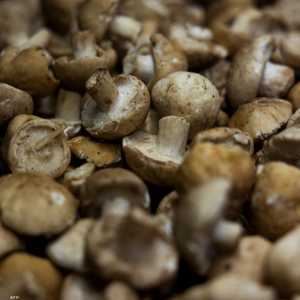 تساهم الألياف الموجودة في الفطر في تقليل التهابات الرئة