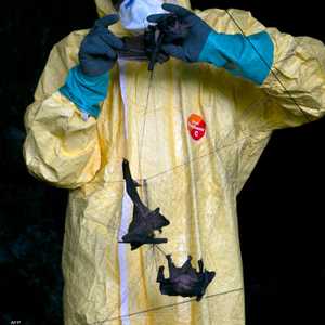 الفيروس الجديد اكتشف في الخفافيش