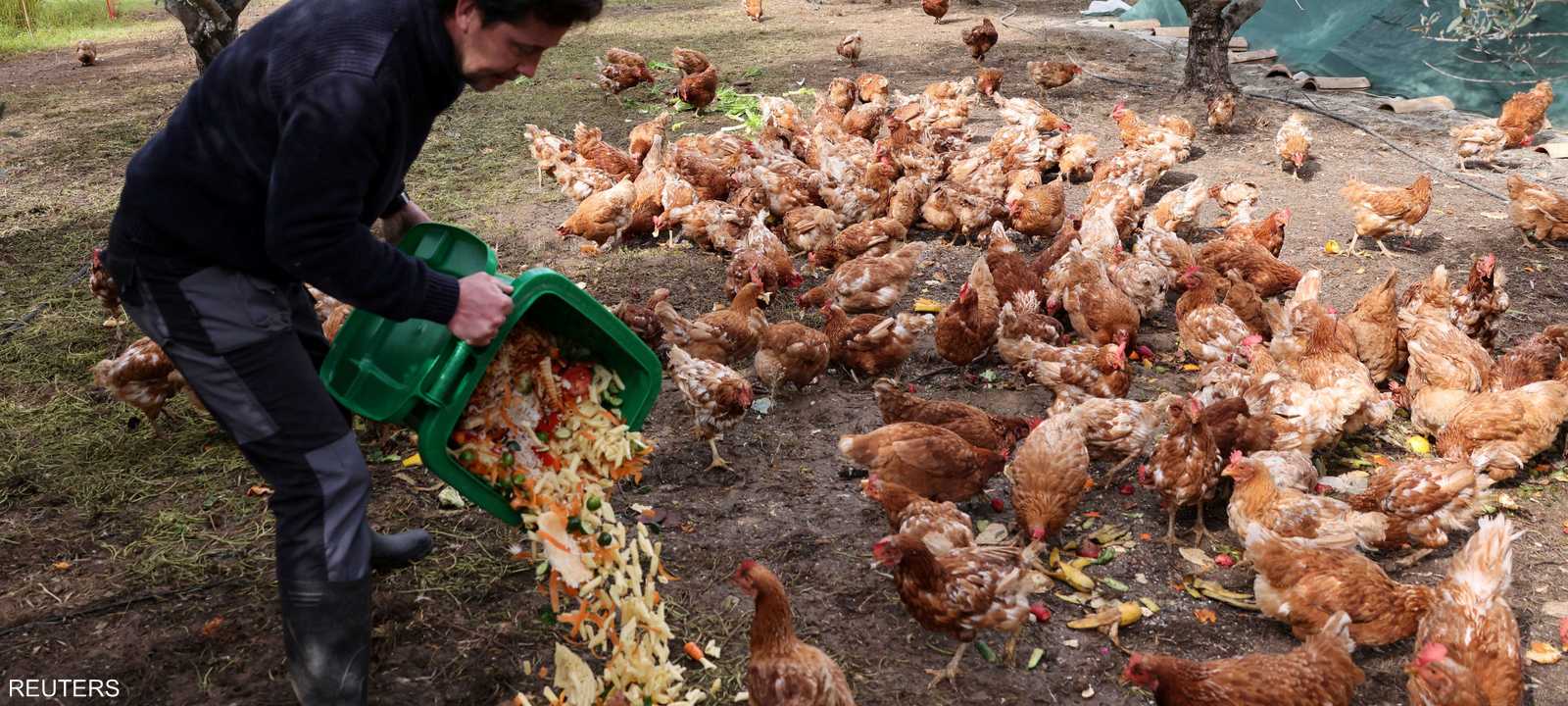 تربية الدجاجات المتقاعدة في مشروع تجريبي بقبرص