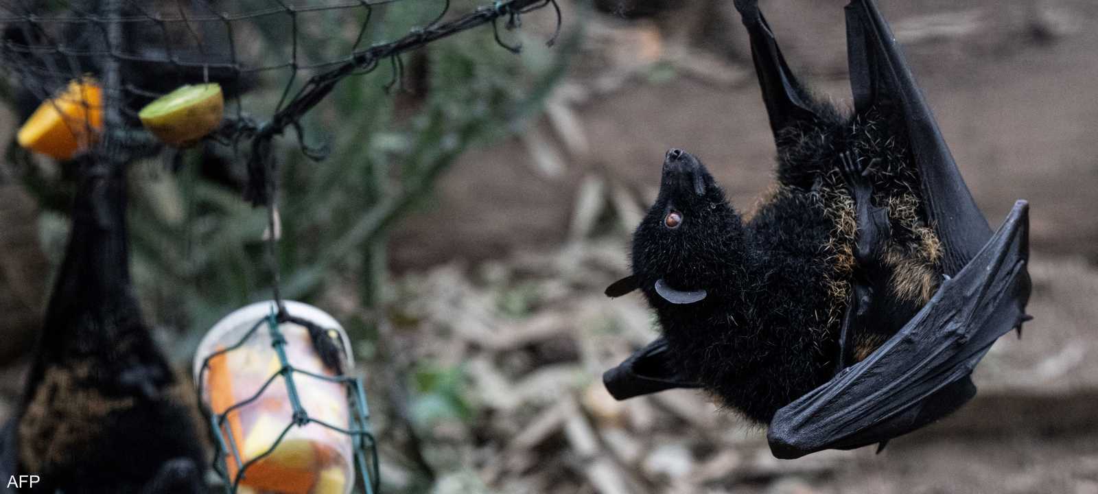 اكتشاف نوع من فيروس كورونا مصدره الخفافيش