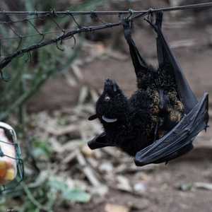 اكتشاف نوع من فيروس كورونا مصدره الخفافيش