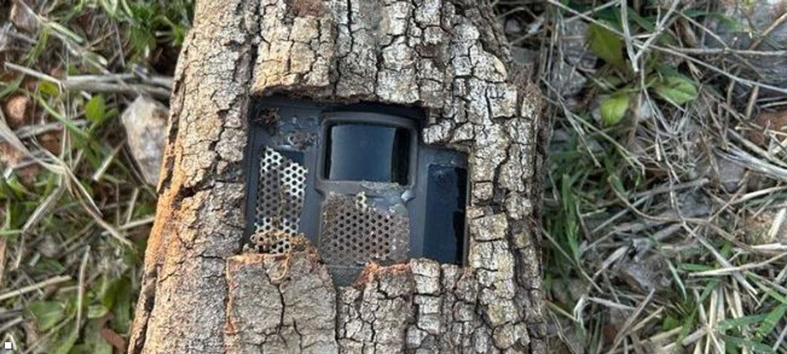 أجهزة التجسس الإسرائيلية كانت داخل الأشجار