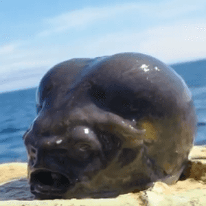 أثار الفيديو الجدل على مواقع التواصل