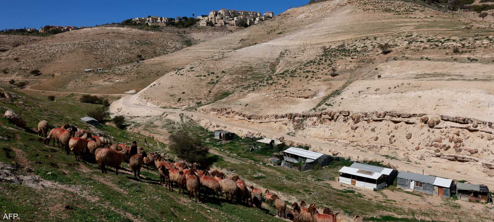 البدو يعتمدون على تربية الأغنام كمصدر أساسي لأرزاقهم_أرشيف