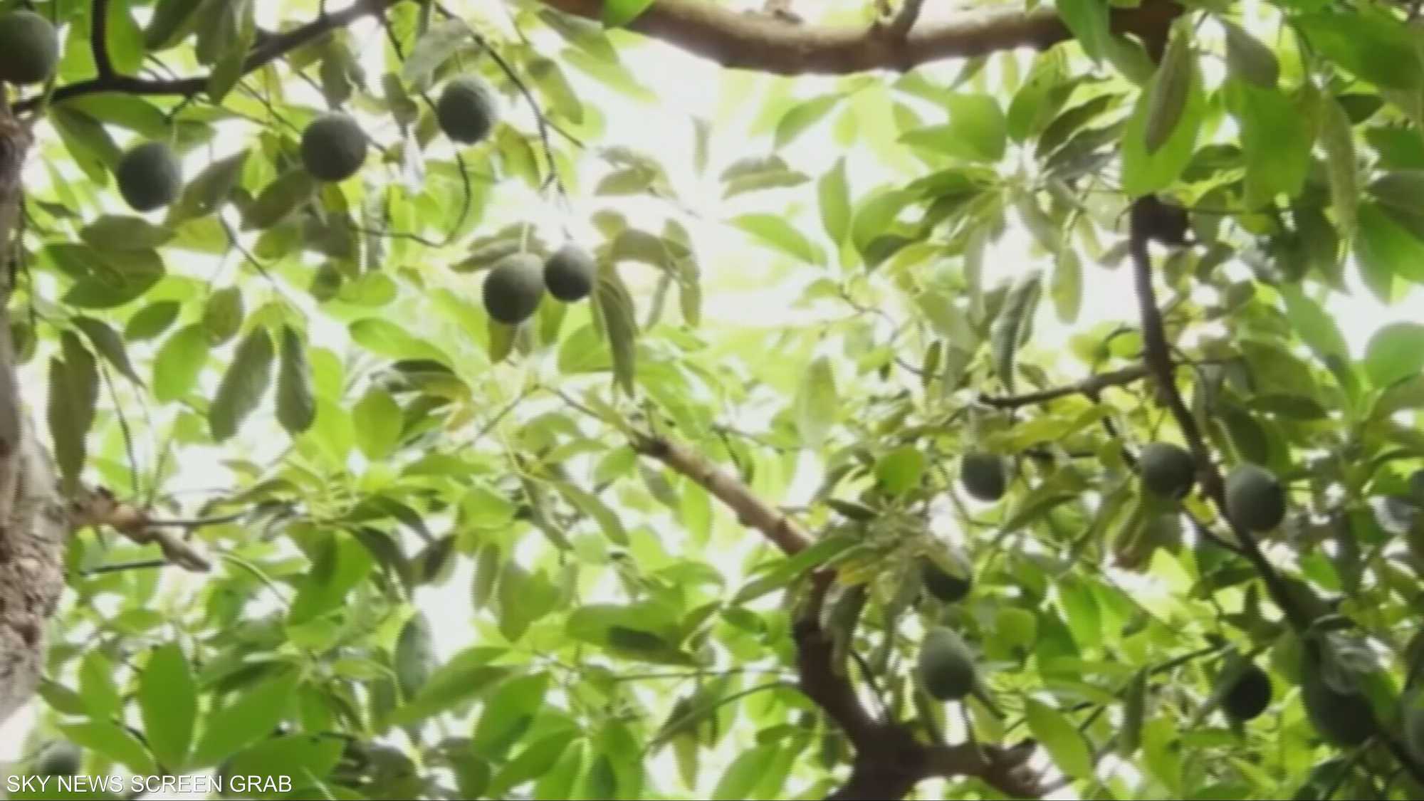 الأفوكادو يدمر الكوكب ويلوث البيئة