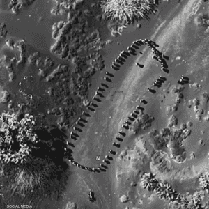 عشرات الأشخاص متجمعين في شكل شبه دائري