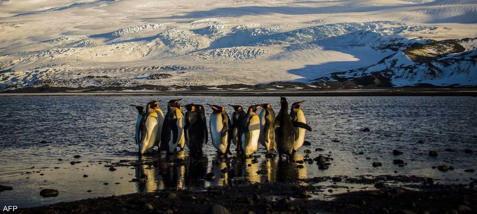 ترامب فرض رسوما جمركية على جزيرة هيرد المأهولة بطيور البطريق