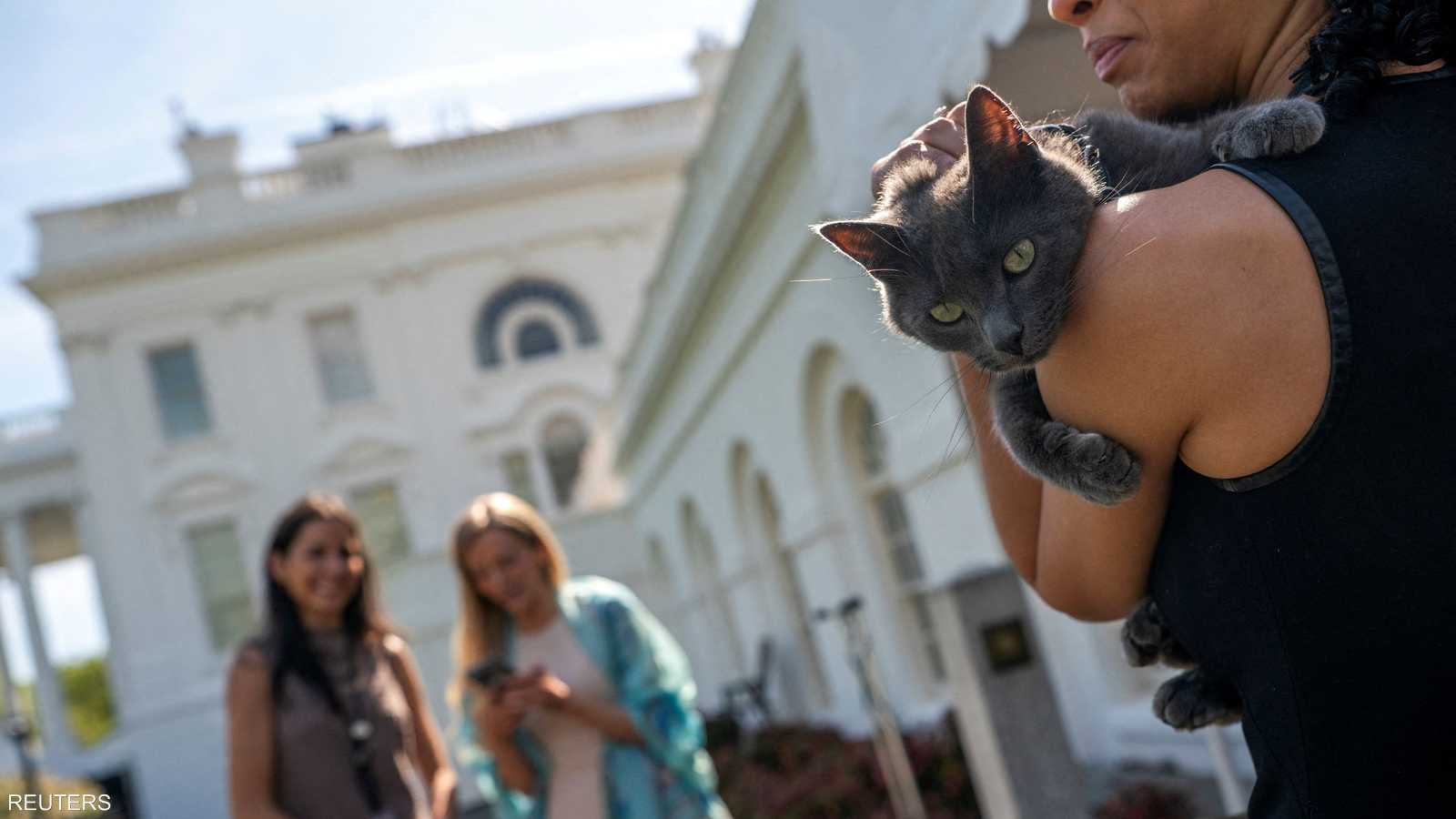 قطة تثير ضجة بين الصحفيين