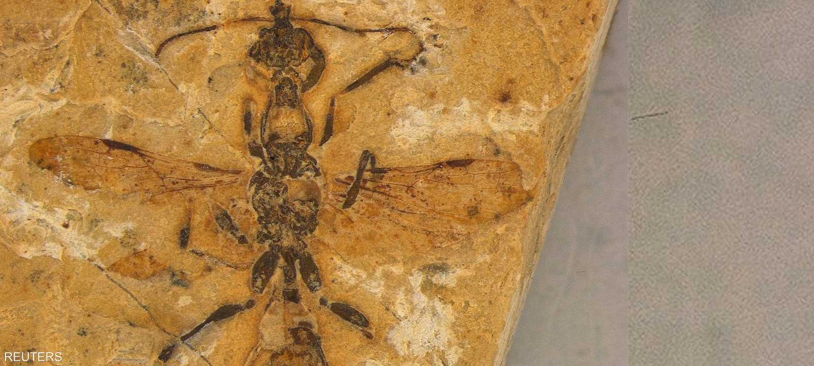 حفرية نملة عمرها 113 عام