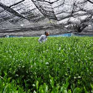 حقل لزراعة شاي الماتشا في اليابان