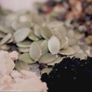 ترند استخدام البذور .. حقيقة أم خيال؟