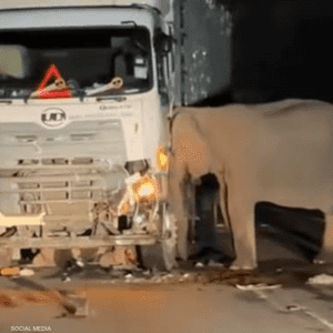 أتلفت أنثى الفيل مقدمة الشاحنة