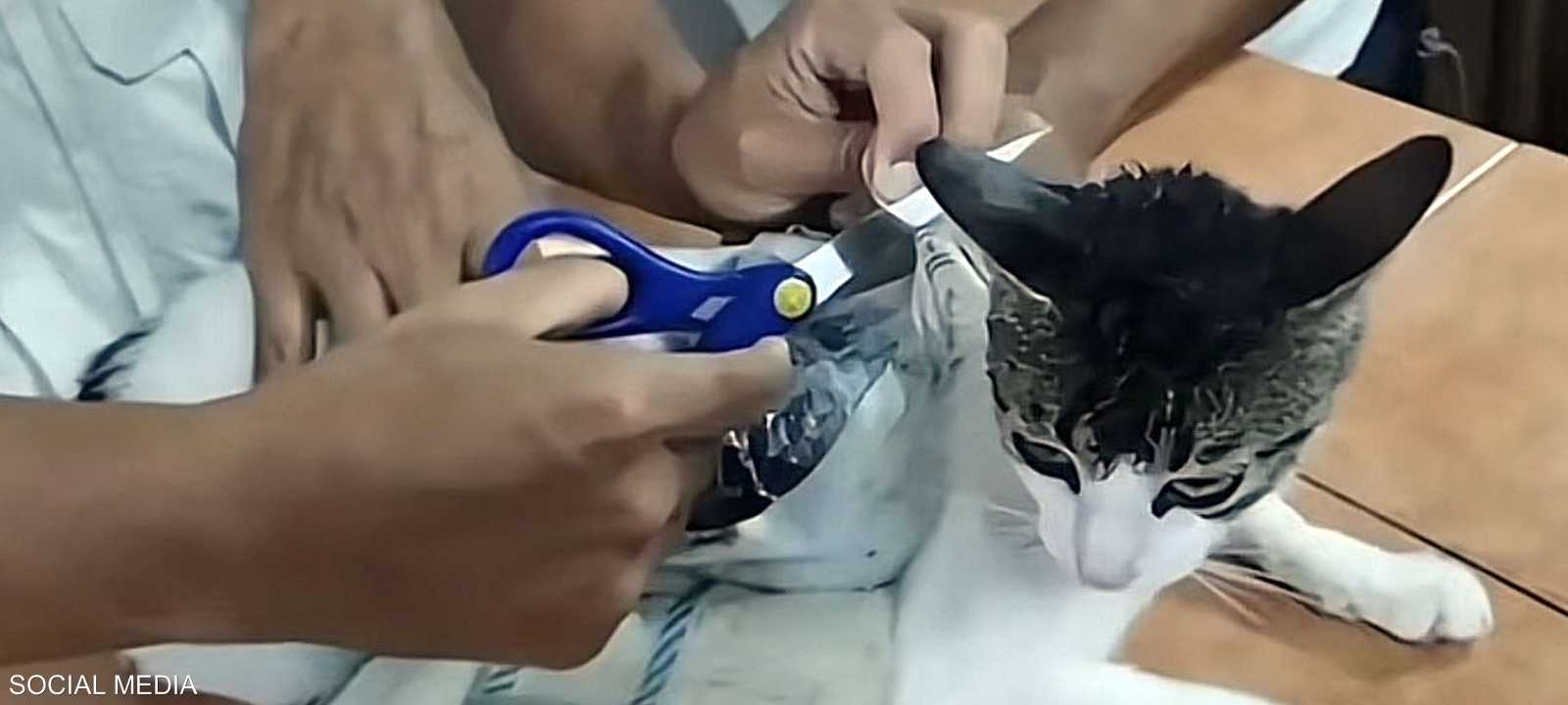 الإمساك بالقطة المستخدمة في عملية التهريب