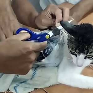 الإمساك بالقطة المستخدمة في عملية التهريب