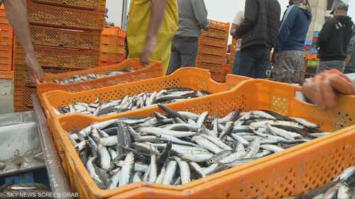 خطط مغربية لتعزيز قطاع الموارد السمكية وتفادي تراجعها