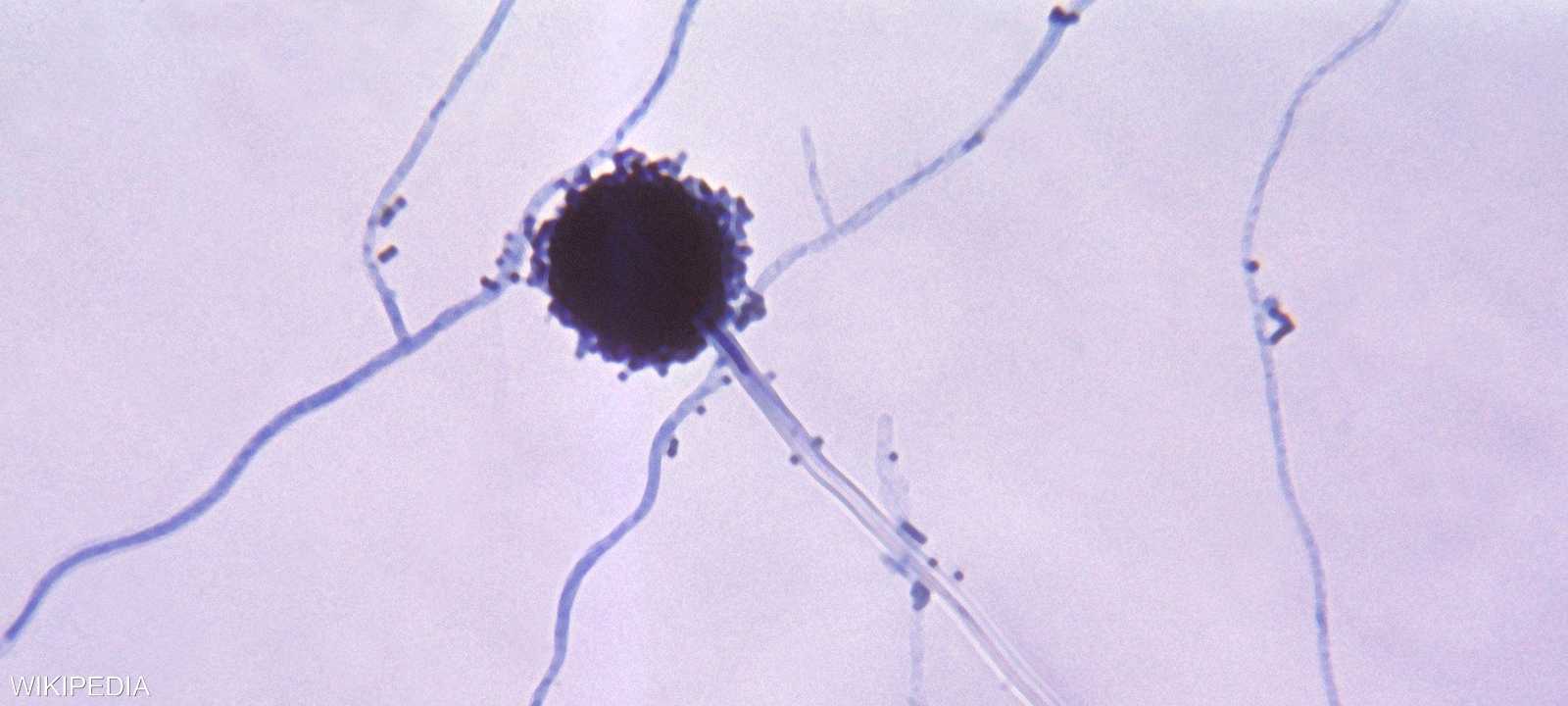 فطريات "أسبرغيلوس"