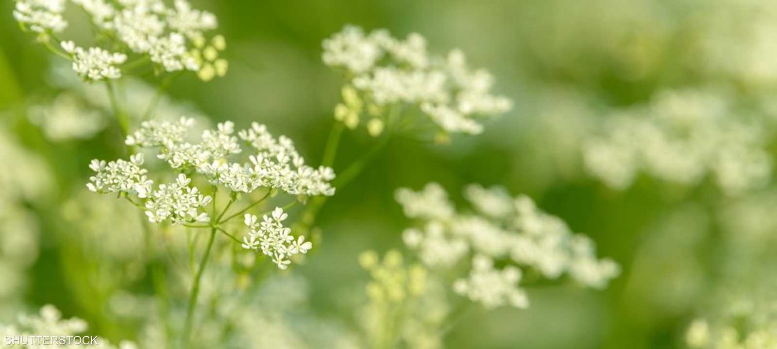 أرشيفية لنبات اليانسون