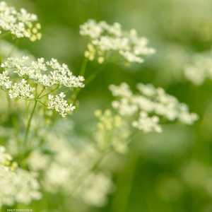 أرشيفية لنبات اليانسون