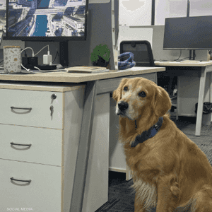 الحيوانات الأليفة تعزز بيئة عمل إيجابية