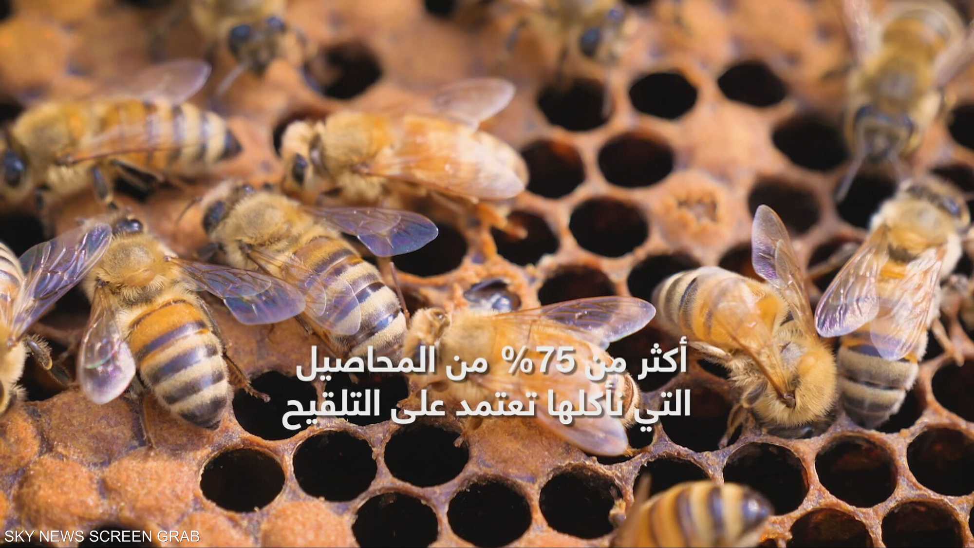 المؤتمر والمعرض الزراعي الإماراتي 2025.. النحل في خطر