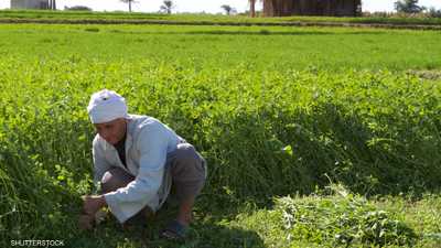 مبادرة لدعم صغار الفلاحين في جنوب مصر