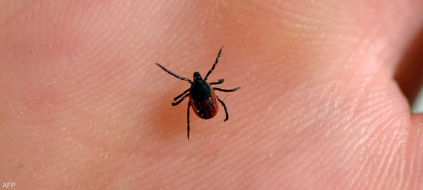 عضات القراد زادت بنسبة كبيرة في إسطنبول