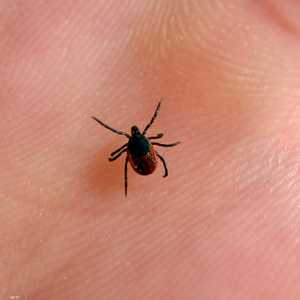 عضات القراد زادت بنسبة كبيرة في إسطنبول