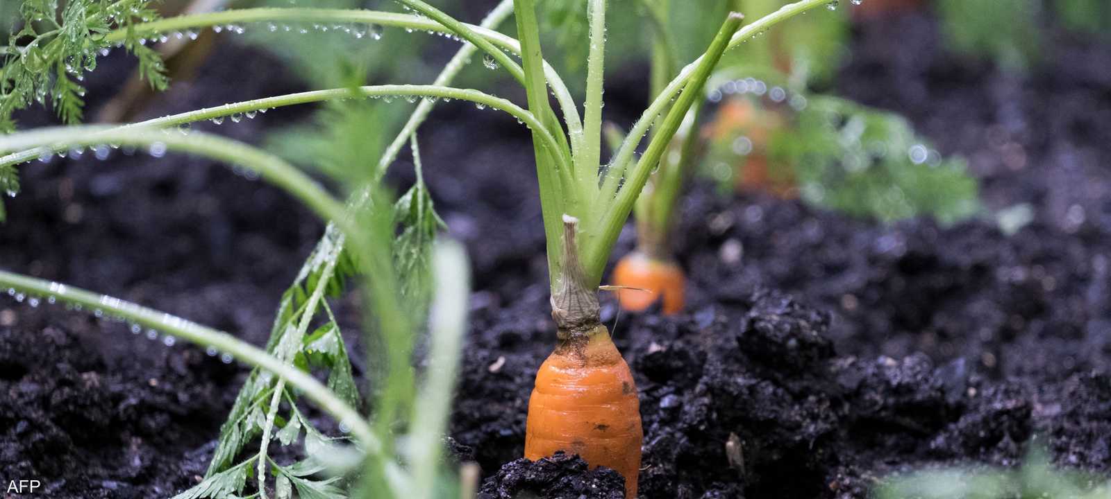 ينصح بتناول الجزر وقت الحر