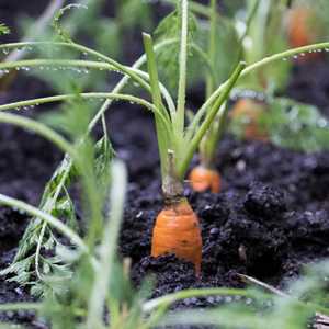 ينصح بتناول الجزر وقت الحر