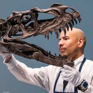 نوع نادر من الديناصورات يُعرف باسم سيراتوصور ناسيكورنس