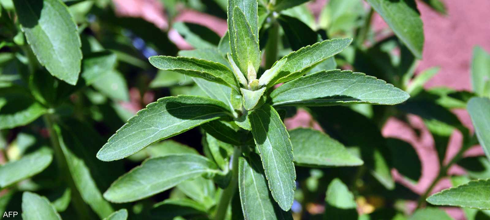 تزرع نبتة ستيفيا على نطاق واسع في أمريكا الجنوبية