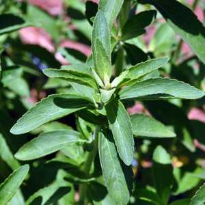 تزرع نبتة ستيفيا على نطاق واسع في أمريكا الجنوبية