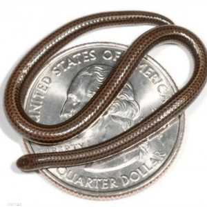 أفعى خيط بربادوس