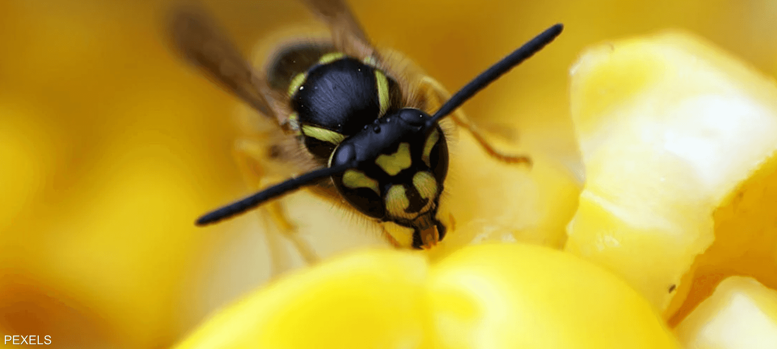 يرقات هذا الدبور تدخل في حالة تُشبه "السبات البيولوجي"
