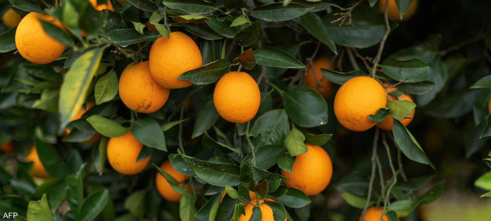 تعد قشور البرتقال مصدرا غنيا لألياف